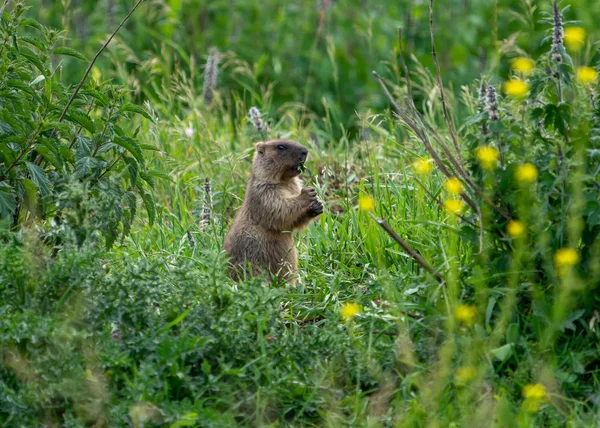 マルモットは緑の草の上に植物を食べる — ストック写真