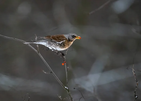 Fieldbird Comiendo Bayas Serbal Una Rama —  Fotos de Stock