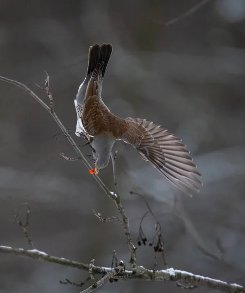 Fieldbird Comendo Baga Rowan Ramo — Fotografia de Stock