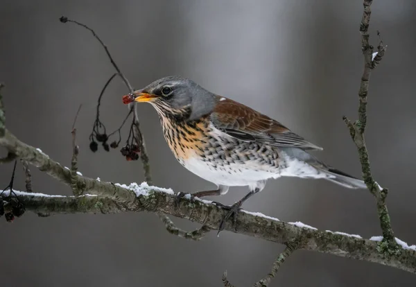 Feldvogel Frisst Vogelbeere Auf Einem Zweig — Stockfoto