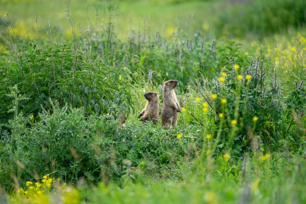 Två Unga Murmeldjur Grönt Gräs — Stockfoto