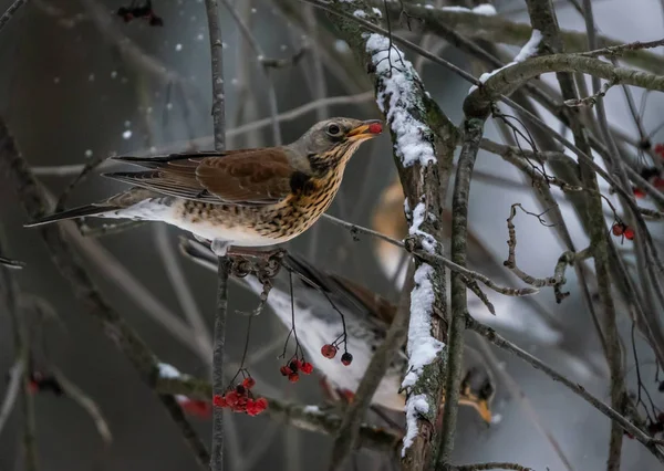 Oiseau Terrain Mangeant Des Baies Rowan Sur Une Branche — Photo