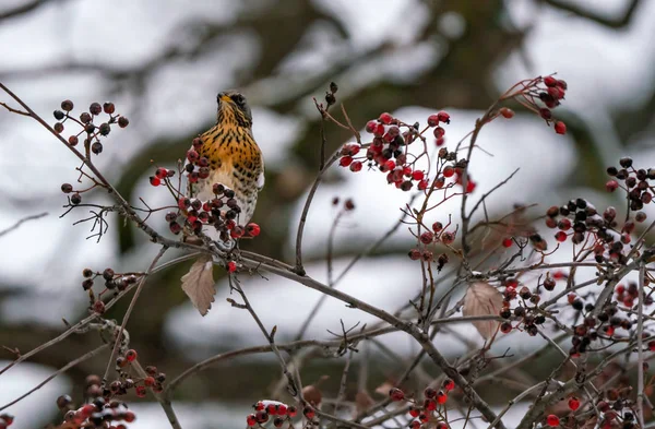 Fieldbird Eats Sitting Rowan Branch — 스톡 사진