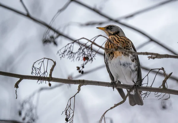 Fieldbird Mange Assis Sur Une Branche Rowan — Photo