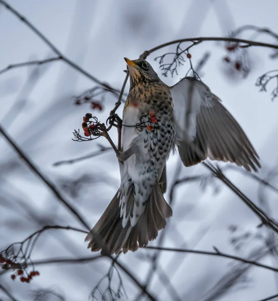 Fieldbird Bir Kürek Dalında Oturarak Yemek Yer — Stok fotoğraf