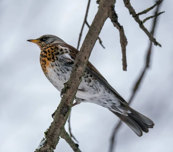 Fieldbird Mange Assis Sur Une Branche Rowan — Photo