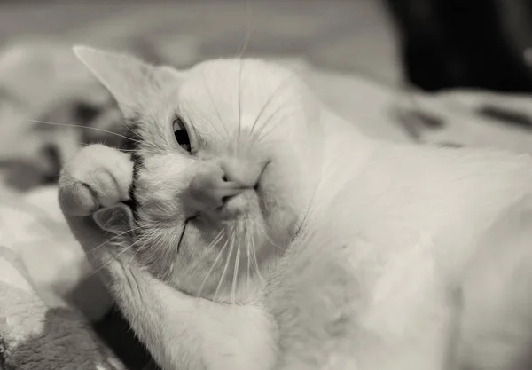 Genç Beyaz Kedi Kameraya Havalı Görünüyor — Stok fotoğraf