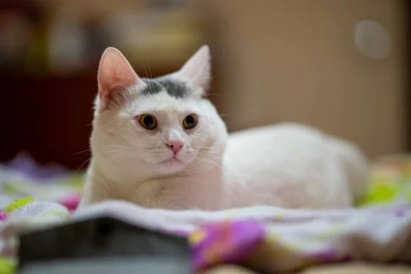 Jonge Witte Kat Ligt Het Bed — Stockfoto