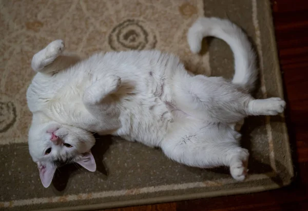Tineri Pisică Albă Este Amuzant Culcat Podea — Fotografie, imagine de stoc