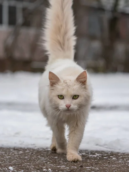 Weiße Flauschige Katze Spaziert Durch Den Schnee Und Blickt Die — Stockfoto
