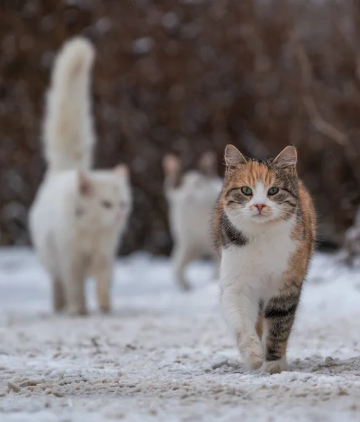 Een Veelkleurige Pluizige Kat Loopt Sneeuw Kijkt Naar Camera — Stockfoto