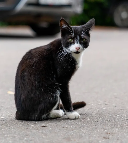 Kucing Hitam Jalan — Stok Foto