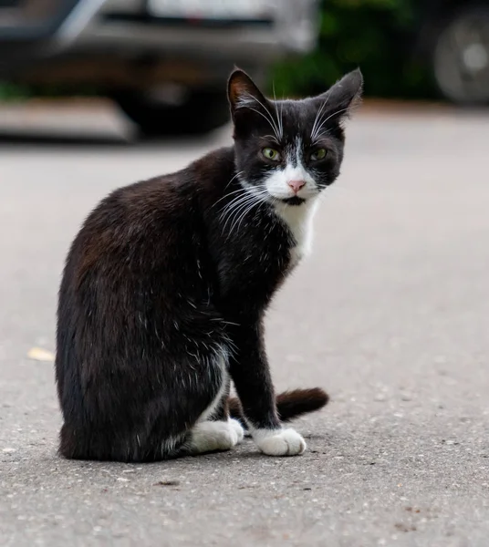 Schwarze Katze Auf Der Straße — Stockfoto