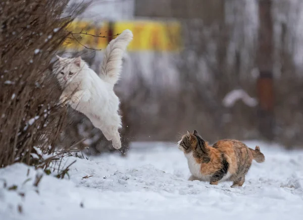 Bunte Katze Holt Weiße Katze Schnee Ein — Stockfoto