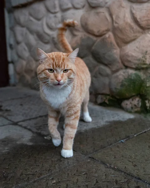 Rote Katze Blickt Die Kamera — Stockfoto