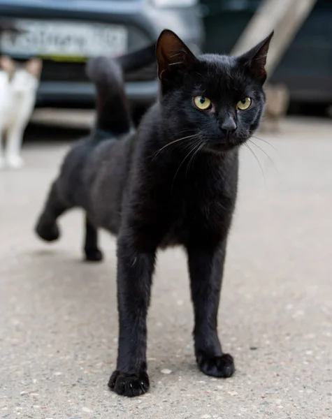 Schwarze Katze Auf Der Straße — Stockfoto