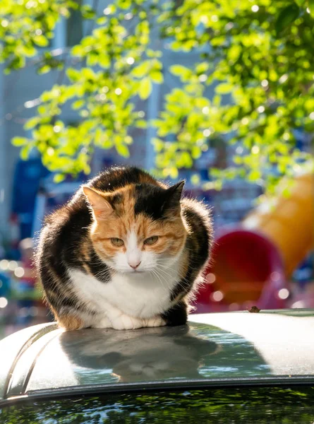 Colored cat basks in the sun on a car roof