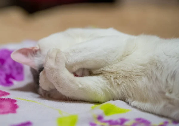Joven Gato Blanco Cubrió Cara Con Sus Patas —  Fotos de Stock