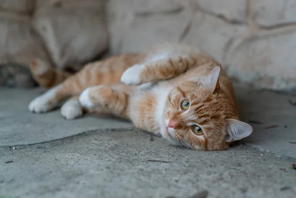 Rode Kat Kijken Naar Camera — Stockfoto