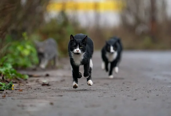 Siyah beyaz kedi kameraya doğru koşuyor..