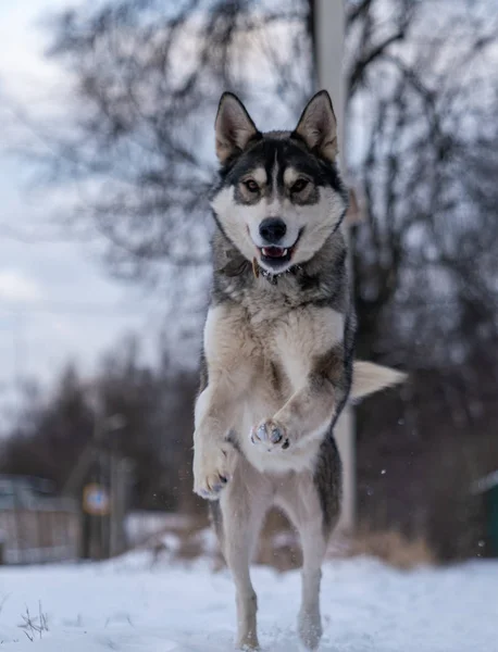 Perro Corre Hacia Nieve —  Fotos de Stock