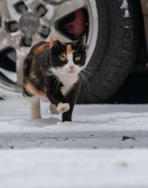 Kucing Berwarna Pergi Arah Kamera — Stok Foto