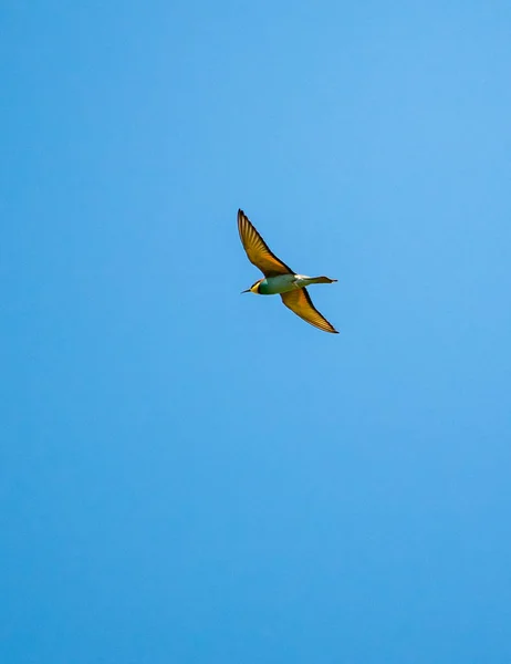 Bee Eater Flies Sky — 스톡 사진