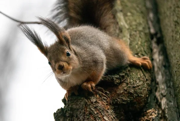 Ein Eichhörnchen Sitzt Mit Dem Gesicht Nach Unten Auf Einem — Stockfoto