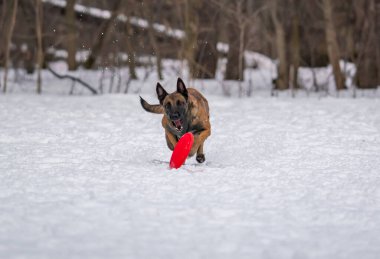 Köpek karda bir diskle oynar.