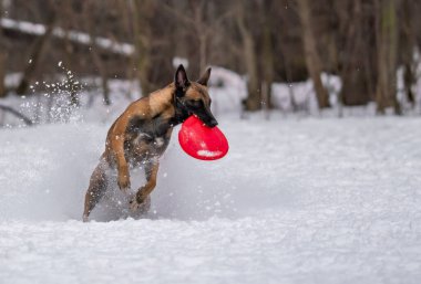Köpek karda bir diskle oynar.
