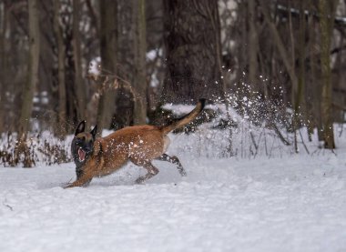 Köpek karda bir diskle oynar.