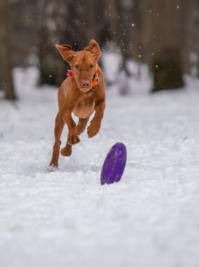 Köpek karda bir diskle oynar.