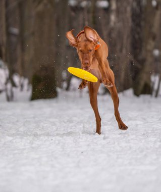 Köpek karda bir diskle oynar.
