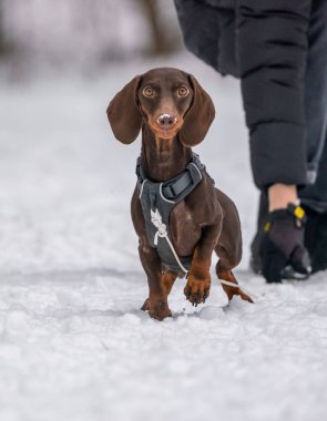 Köpek karda bir diskle oynar.