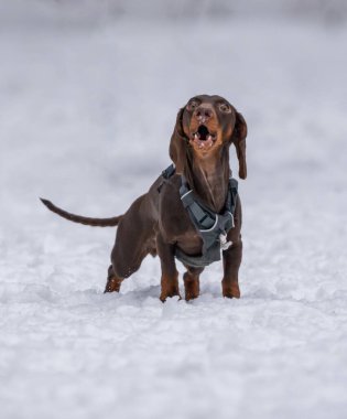 Köpek karda bir diskle oynar.