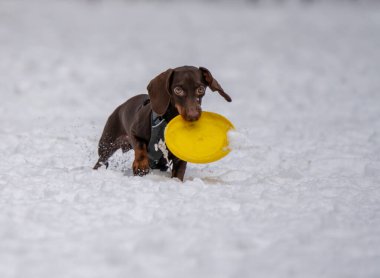 Köpek karda bir diskle oynar.