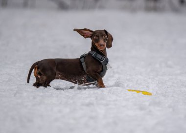 Köpek karda bir diskle oynar.