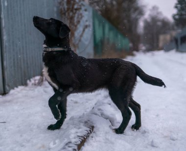 Karda Alabai yavrusu