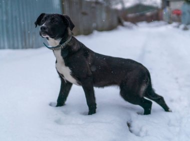 Karda Alabai yavrusu