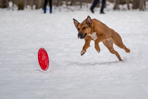 Köpek karda bir diskle oynar.
