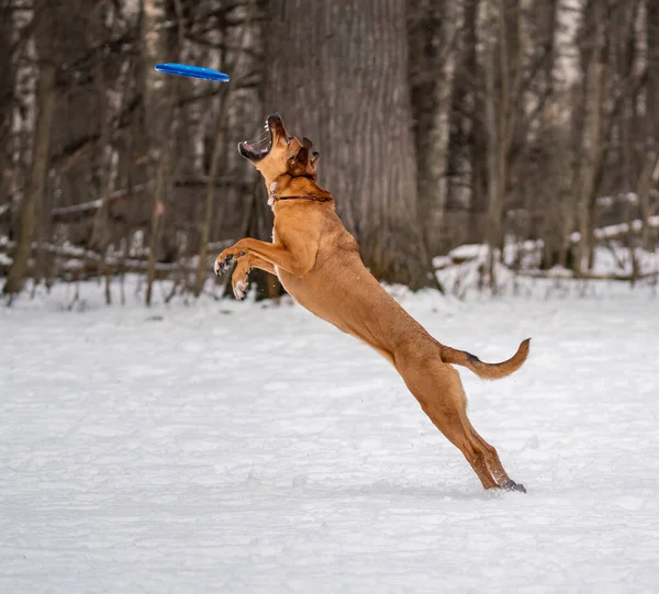 Dog plays with a disc in the snow