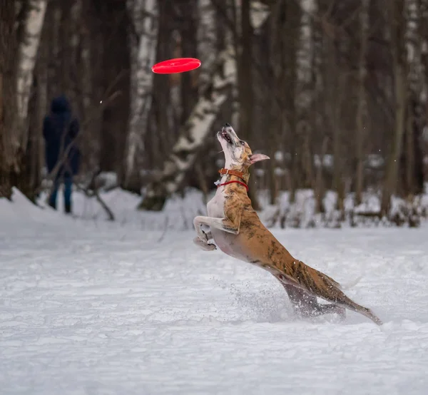 Cane Gioca Con Disco Nella Neve — Foto Stock