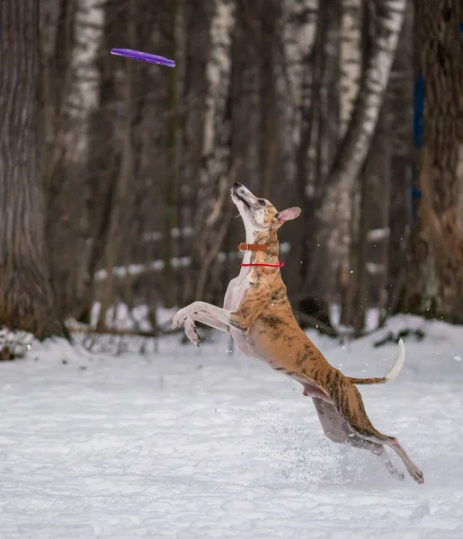 狗在雪地里玩圆盘游戏 — 图库照片