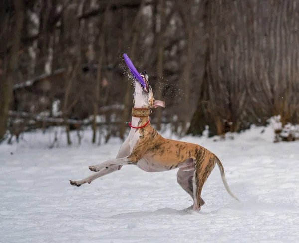 Pes Hraje Diskem Sněhu — Stock fotografie