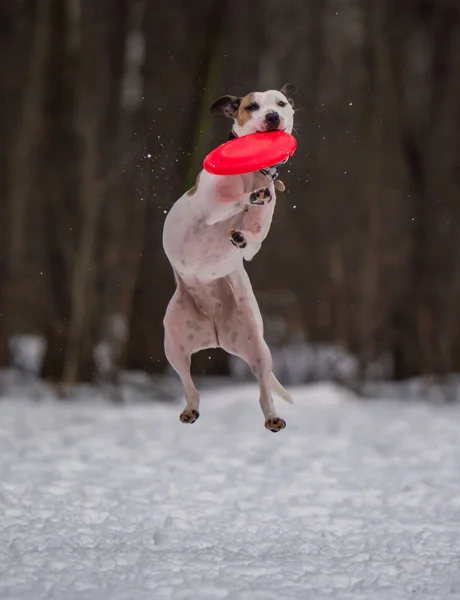 狗在雪地里玩圆盘游戏 — 图库照片