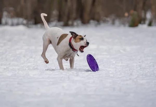 犬は雪の中でディスクと遊ぶ — ストック写真