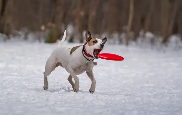 Perro Juega Con Disco Nieve —  Fotos de Stock