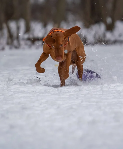 犬は雪の中でディスクと遊ぶ — ストック写真