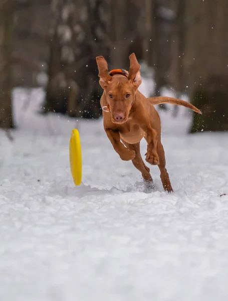 犬は雪の中でディスクと遊ぶ — ストック写真