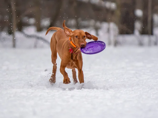 犬は雪の中でディスクと遊ぶ — ストック写真